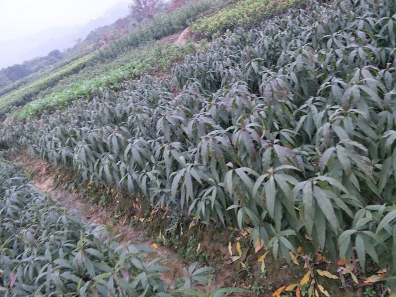 阳山水蜜桃树苗50~70cm