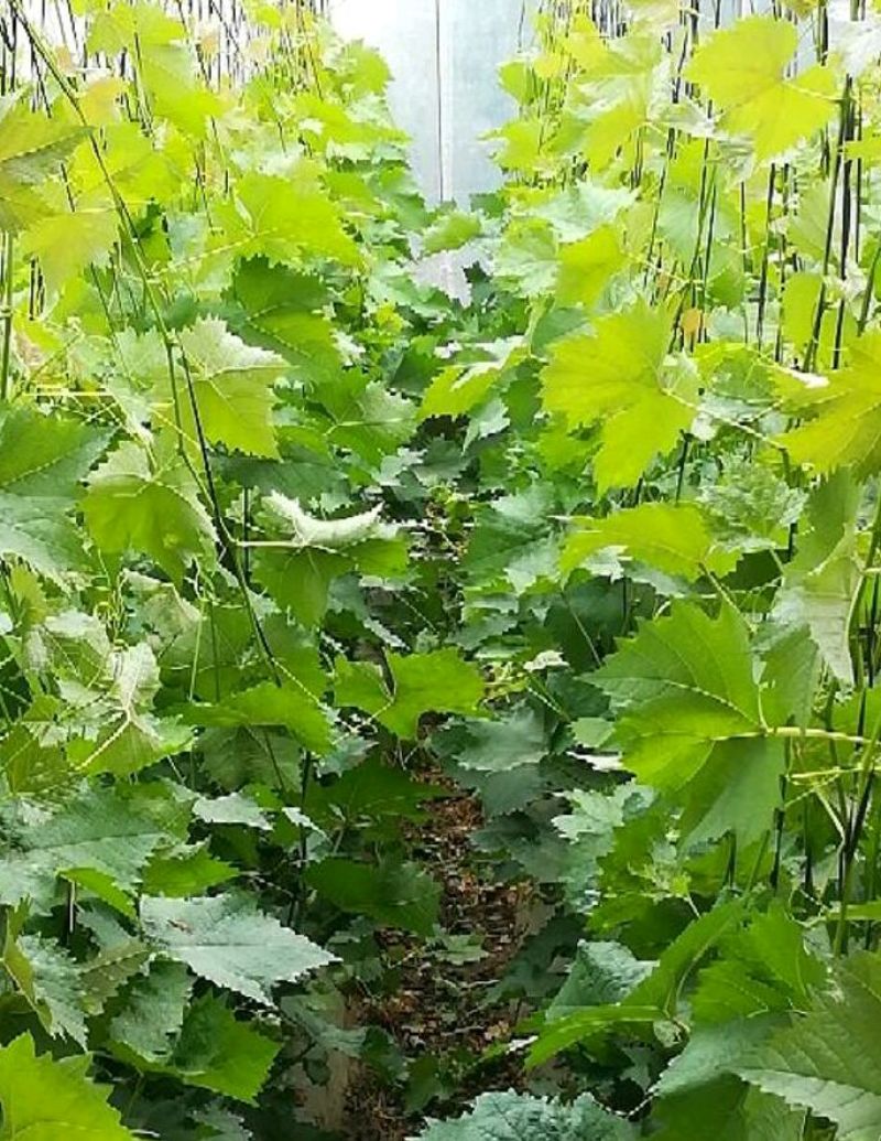 葡萄苗80~110cm2年大量出售，量大从优。