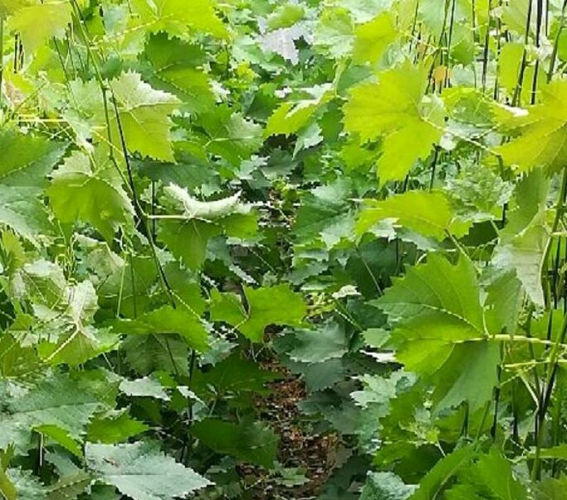 葡萄苗80~110cm2年大量出售，量大从优。