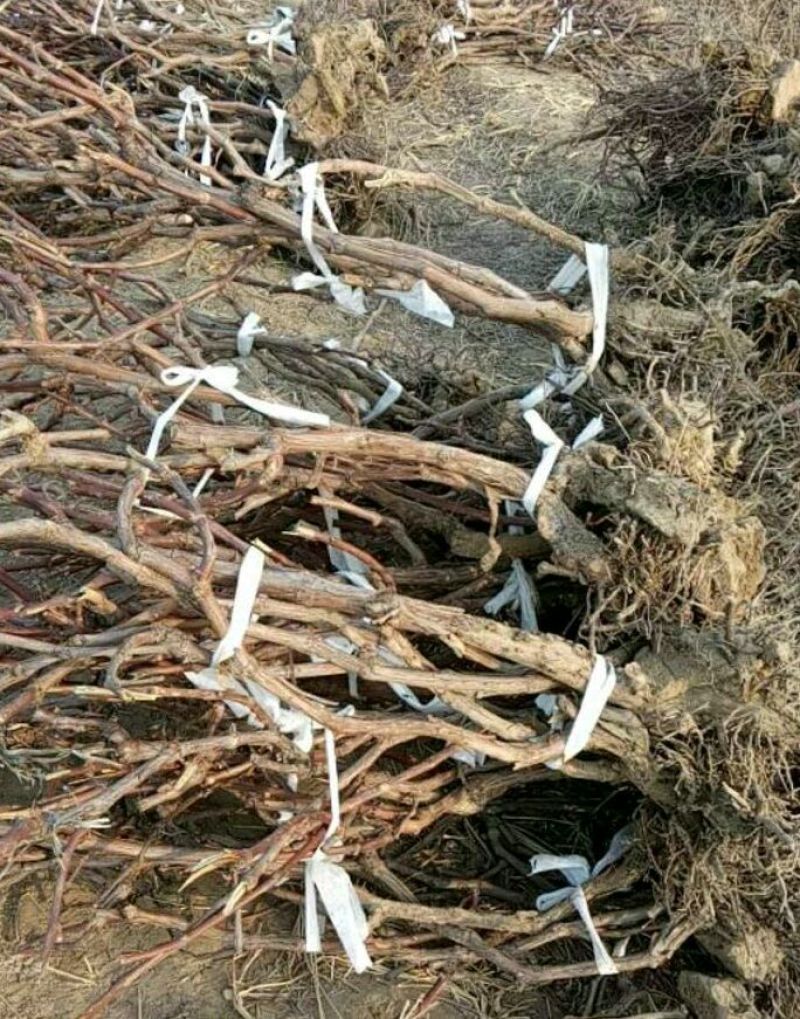 占地葡萄树1.1~1.5m质量好，价格便宜，量大从优。