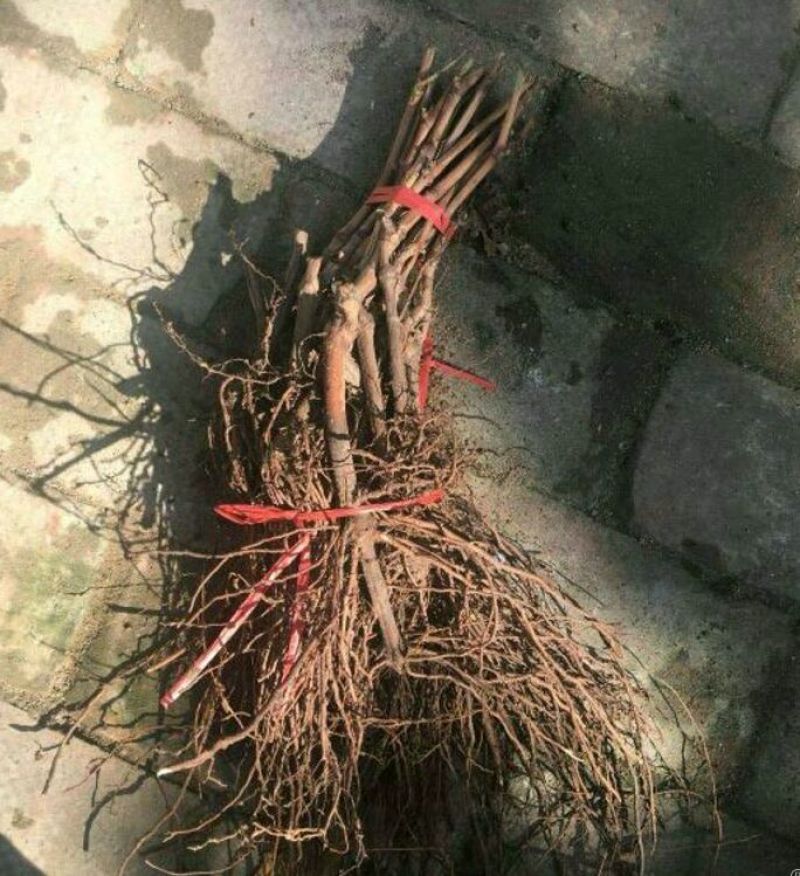 占地葡萄树1.1~1.5m质量好，价格便宜，量大从优。