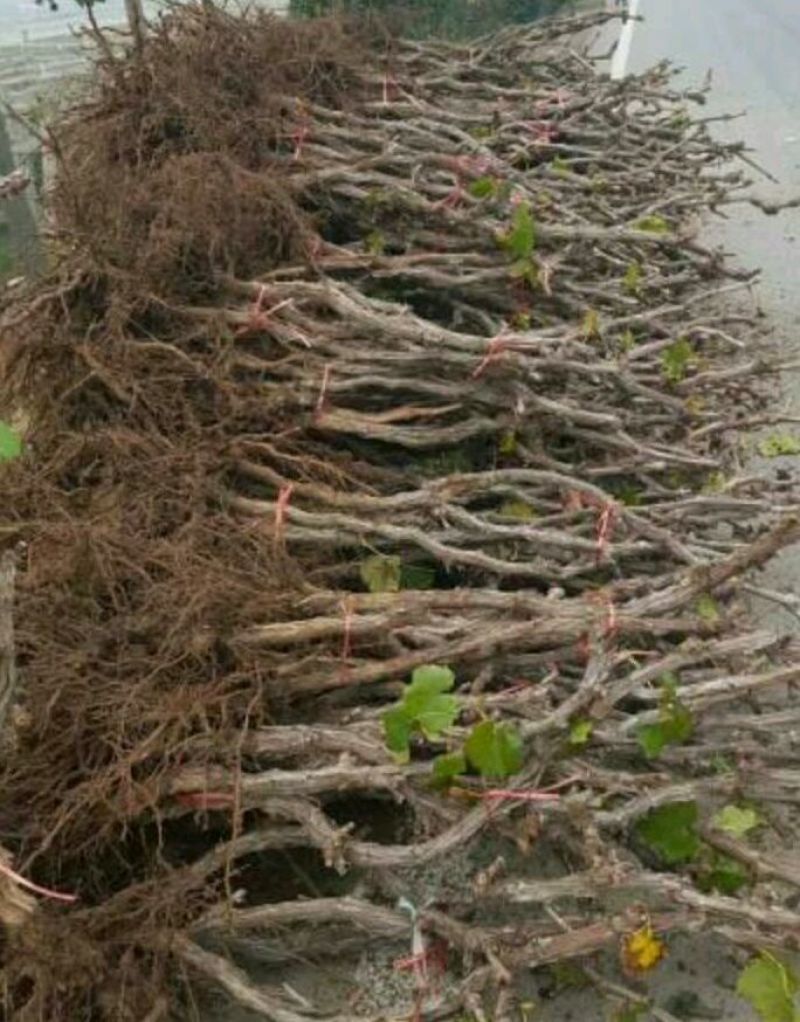 占地葡萄树1.1~1.5m质量好，价格便宜，量大从优。