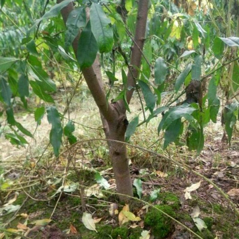 占地葡萄树1.1~1.5m质量好，价格便宜，量大从优。