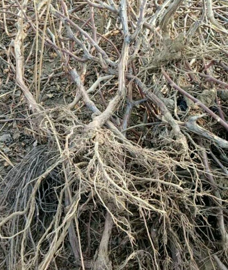 占地葡萄树1.1~1.5m质量好，价格便宜，量大从优。