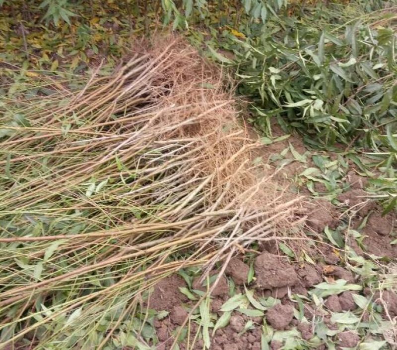 占地葡萄树1.1~1.5m质量好，价格便宜，量大从优。