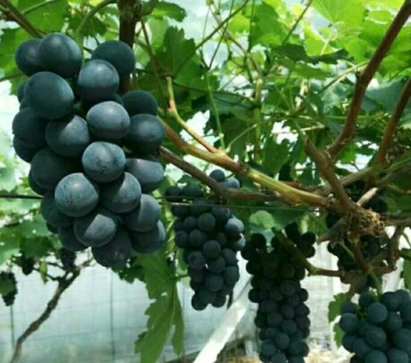 占地葡萄树1.1~1.5m质量好，价格便宜，量大从优。
