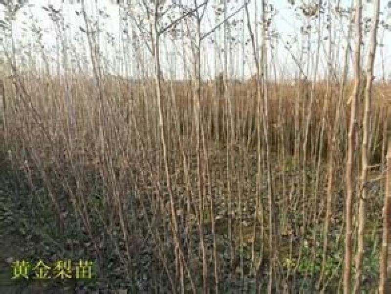 皇冠梨树苗1cm以上80cm以上质量好，价格便宜。
