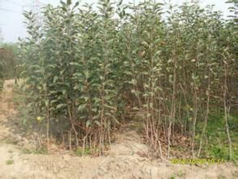 皇冠梨树苗1cm以上80cm以上质量好，价格便宜。