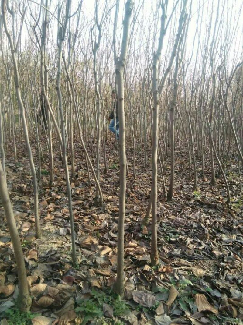 柿子树苗100~150cm质量好，价格便宜，量大从优。
