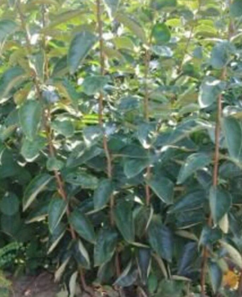 柿子树苗100~150cm质量好，价格便宜，量大从优。