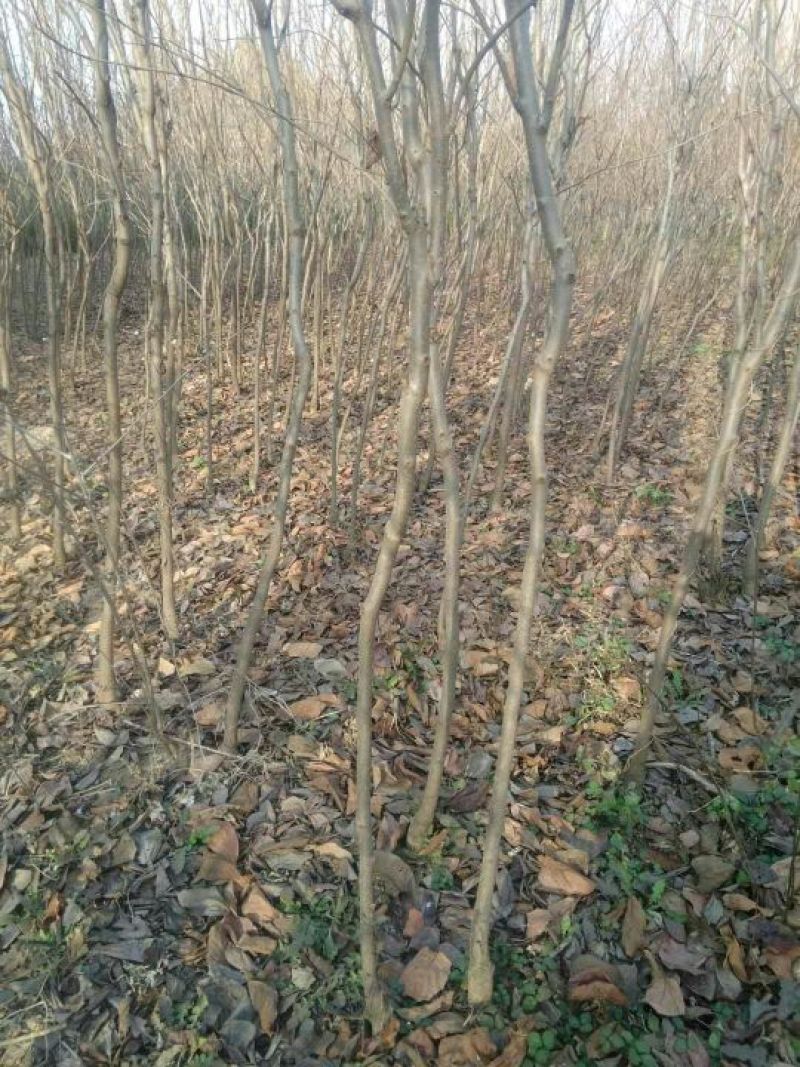 柿子树苗100~150cm质量好，价格便宜，量大从优。