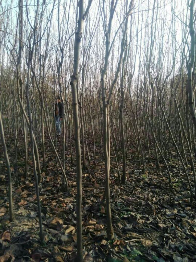 柿子树苗100~150cm质量好，价格便宜，量大从优。