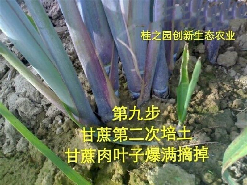 黄皮甘蔗黄皮甘蔗种批发供应