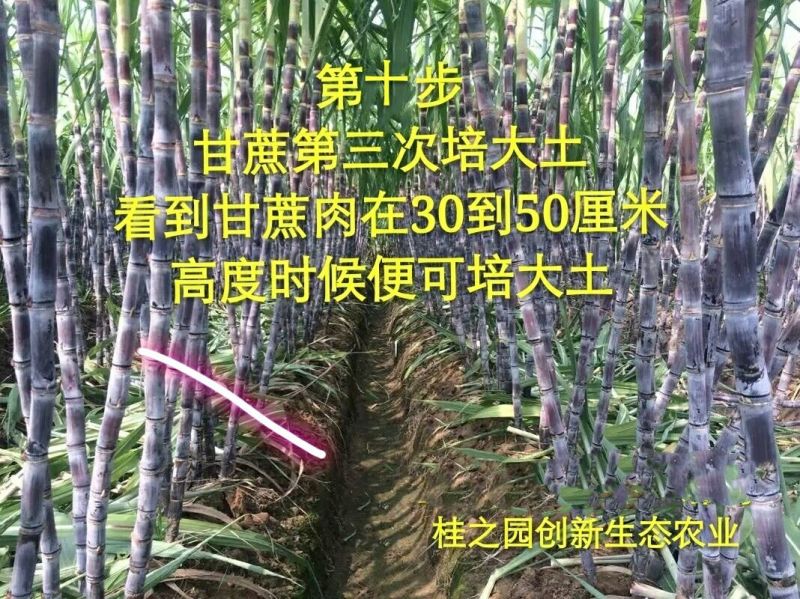 黄皮甘蔗黄皮甘蔗种批发供应