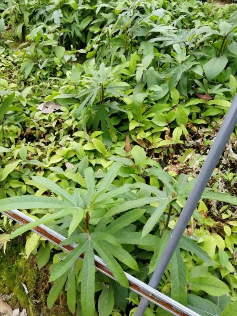五指毛桃种苗高产正品优质自家种植正品果苗量大价优