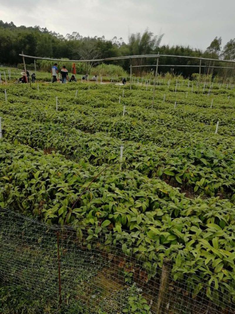 五指毛桃种苗高产正品优质自家种植正品果苗量大价优