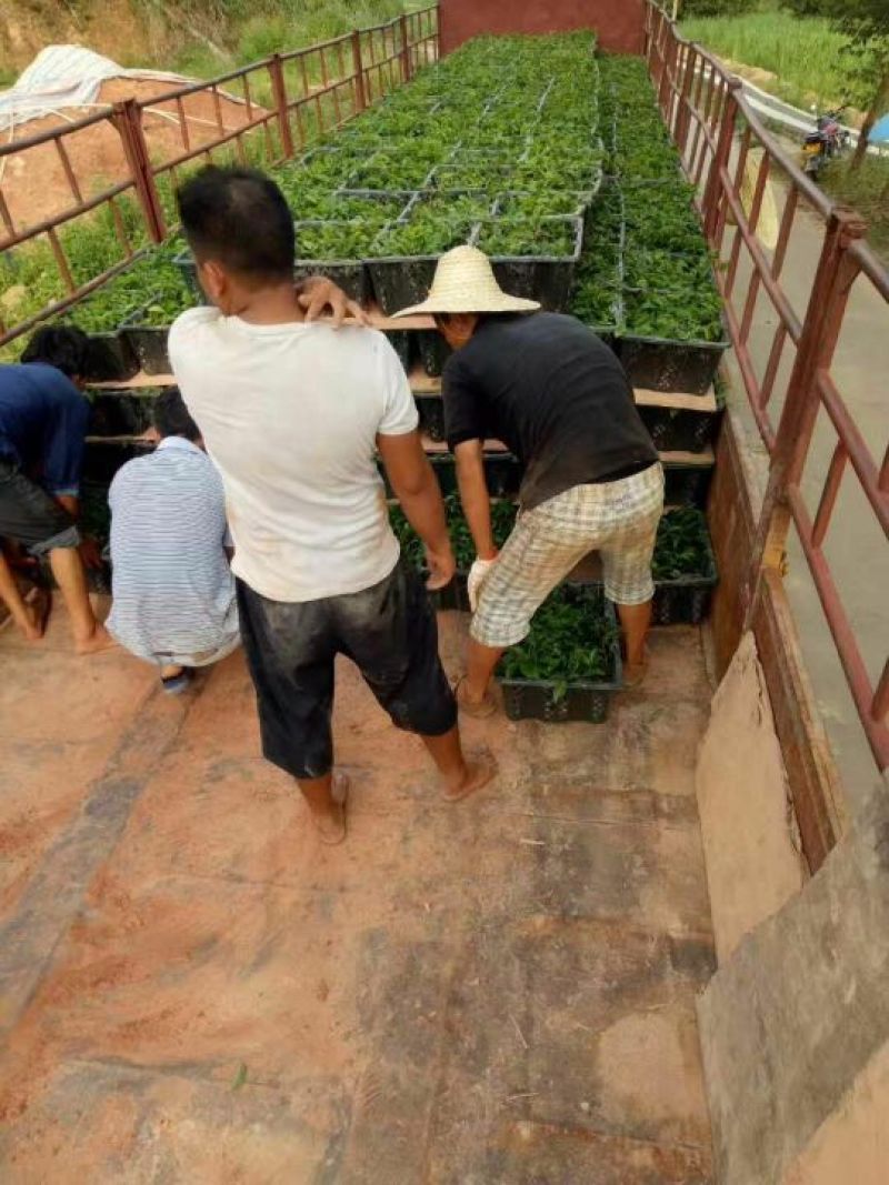 五指毛桃种苗，优良品种高产优质种苗，南北方种植全国供应