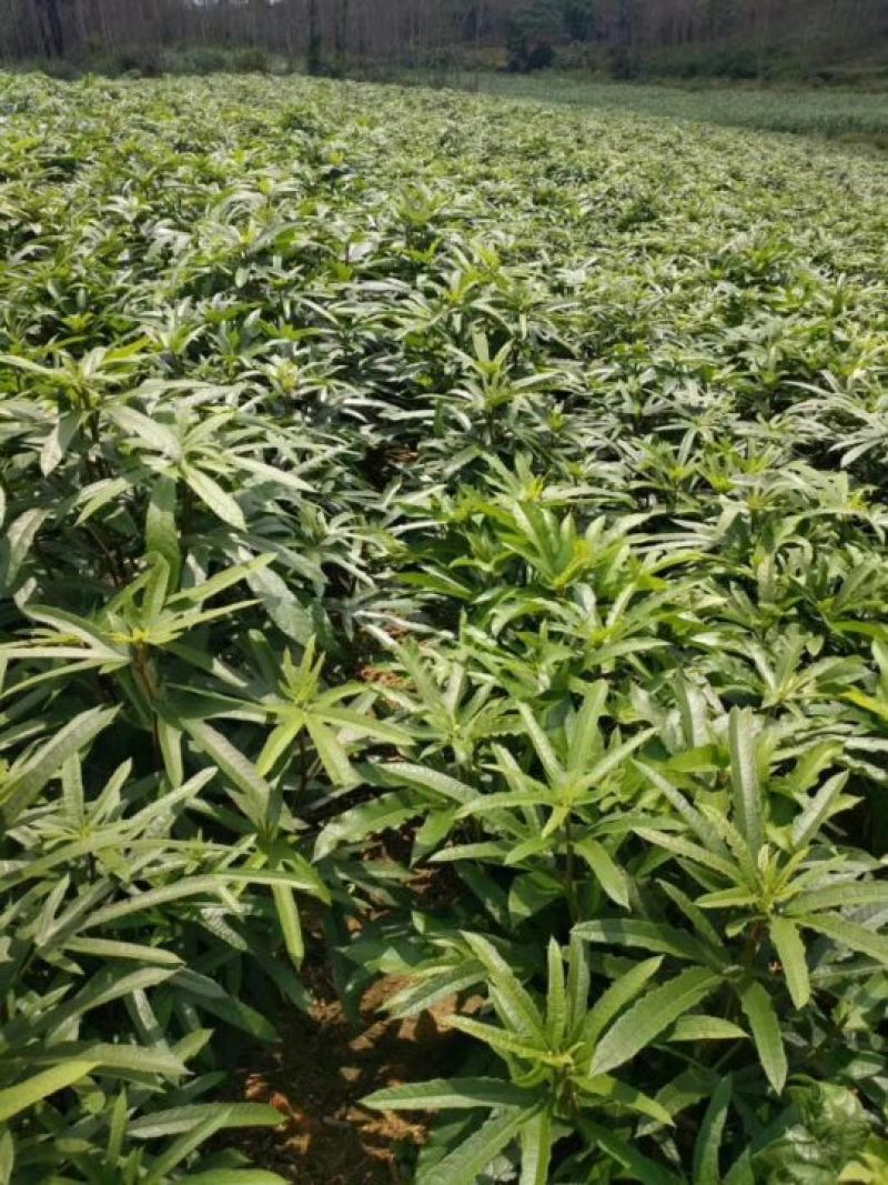 五指毛桃种苗高产正品优质自家种植正品果苗量大价优