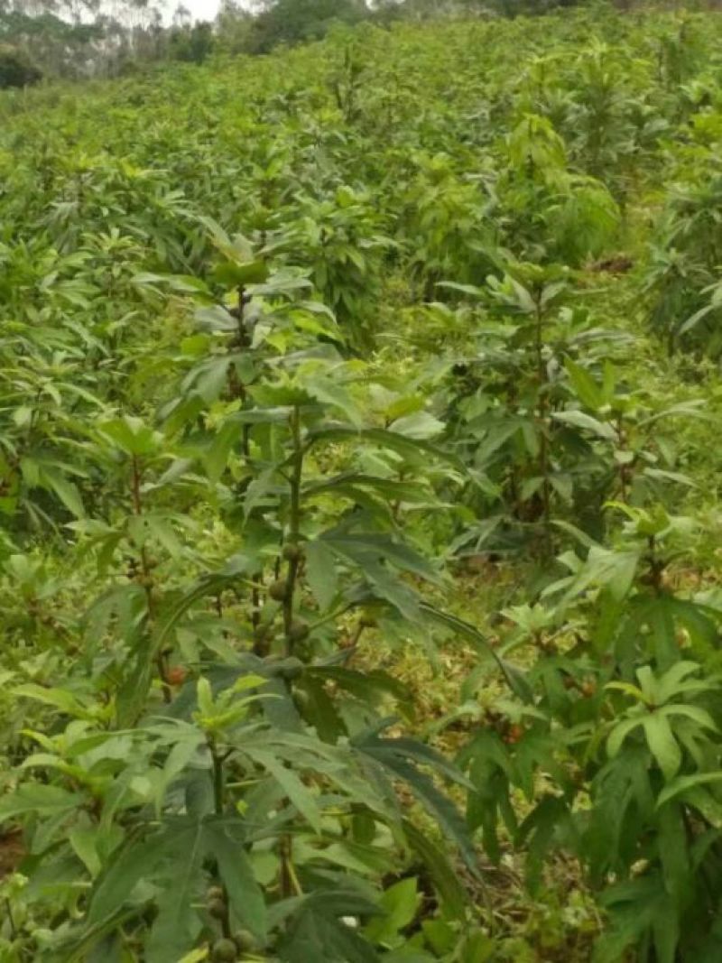 五指毛桃种苗高产正品优质自家种植正品果苗量大价优