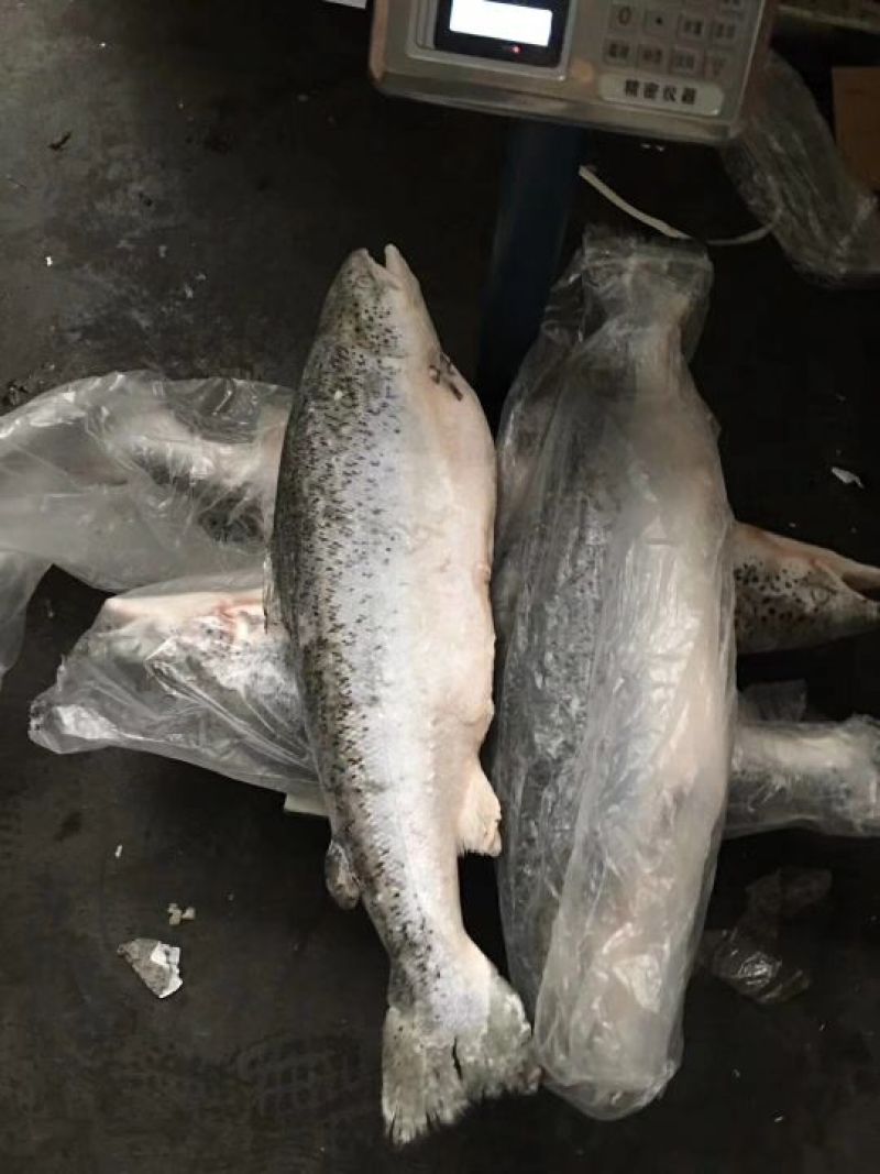 三文鱼食用冻鱼
