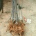沙拐枣苗沙拐枣家庭后院盆栽种植成活率高产量高甜蜜好吃