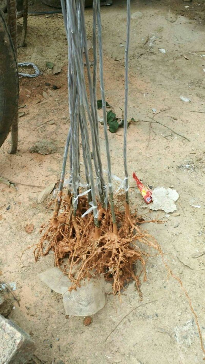 沙拐枣苗沙拐枣家庭后院盆栽种植成活率高产量高甜蜜好吃