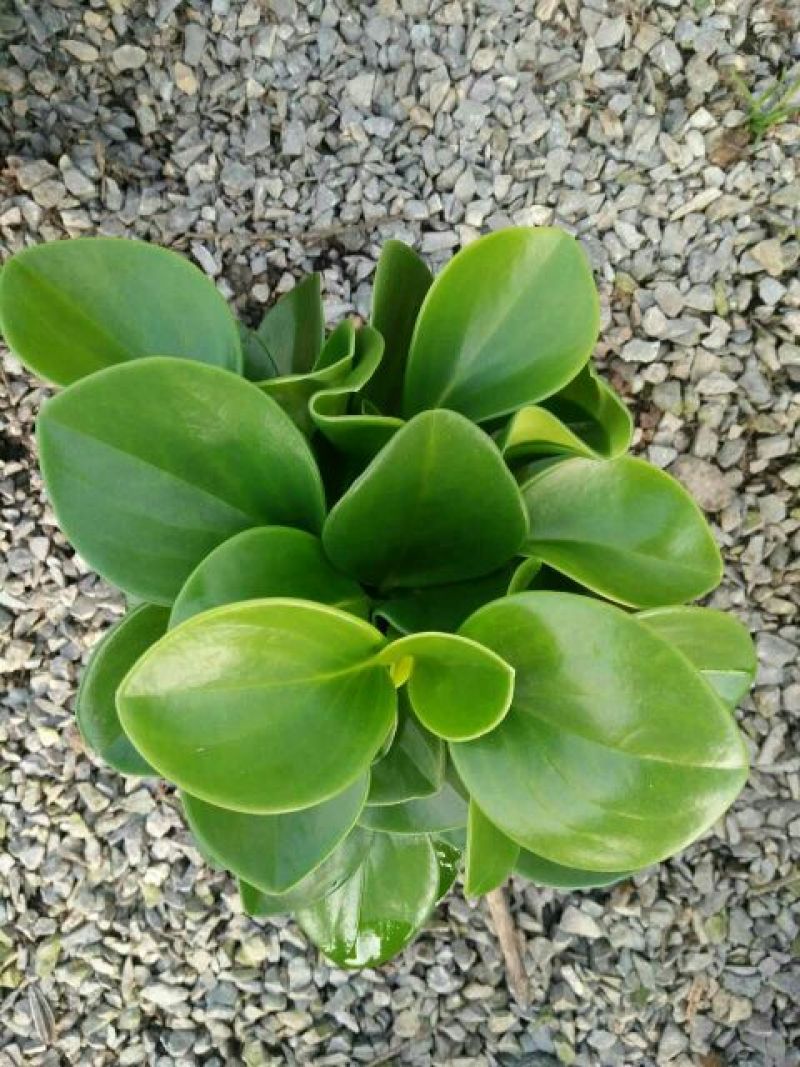 碧玉干花