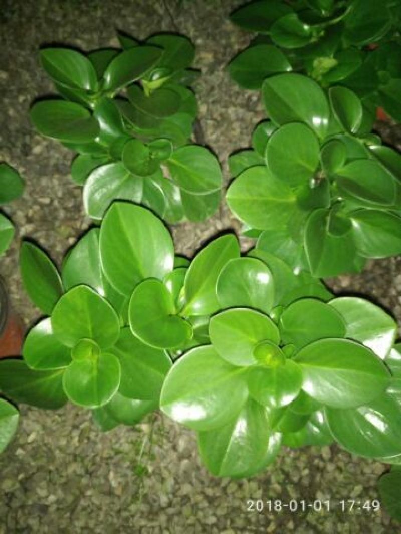 碧玉干花