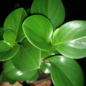 碧玉干花