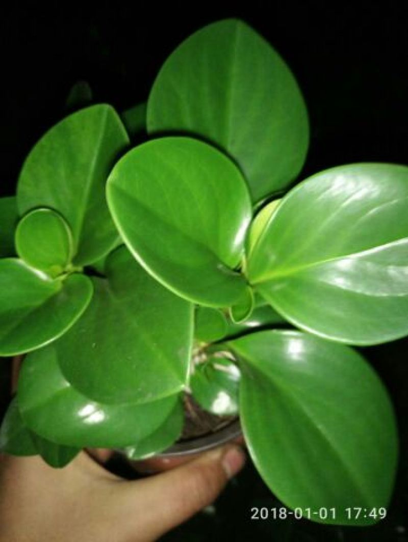 碧玉干花