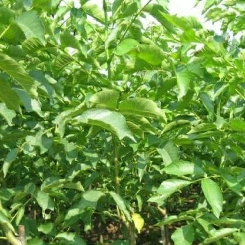 核桃苗50~100cm1~2年
