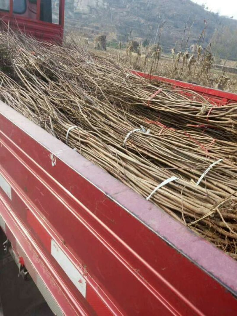 黄栌苗现起现发保湿发货荒山绿化量大从优成活率高