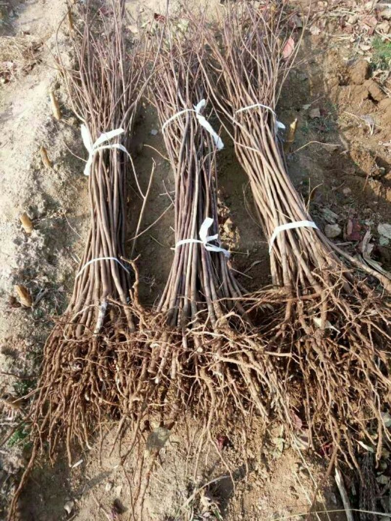 黄栌苗现起现发保湿发货荒山绿化量大从优成活率高