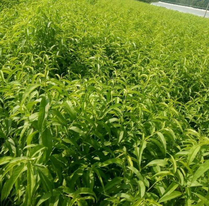 桃树苗70~80cm新优品种各种规格都有欢迎咨询。