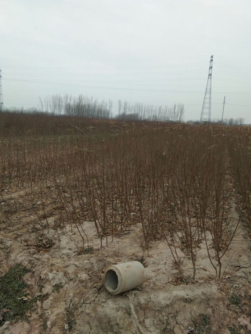 风味皇后油蟠桃树苗，桃树新品种，风味皇后，包品种。