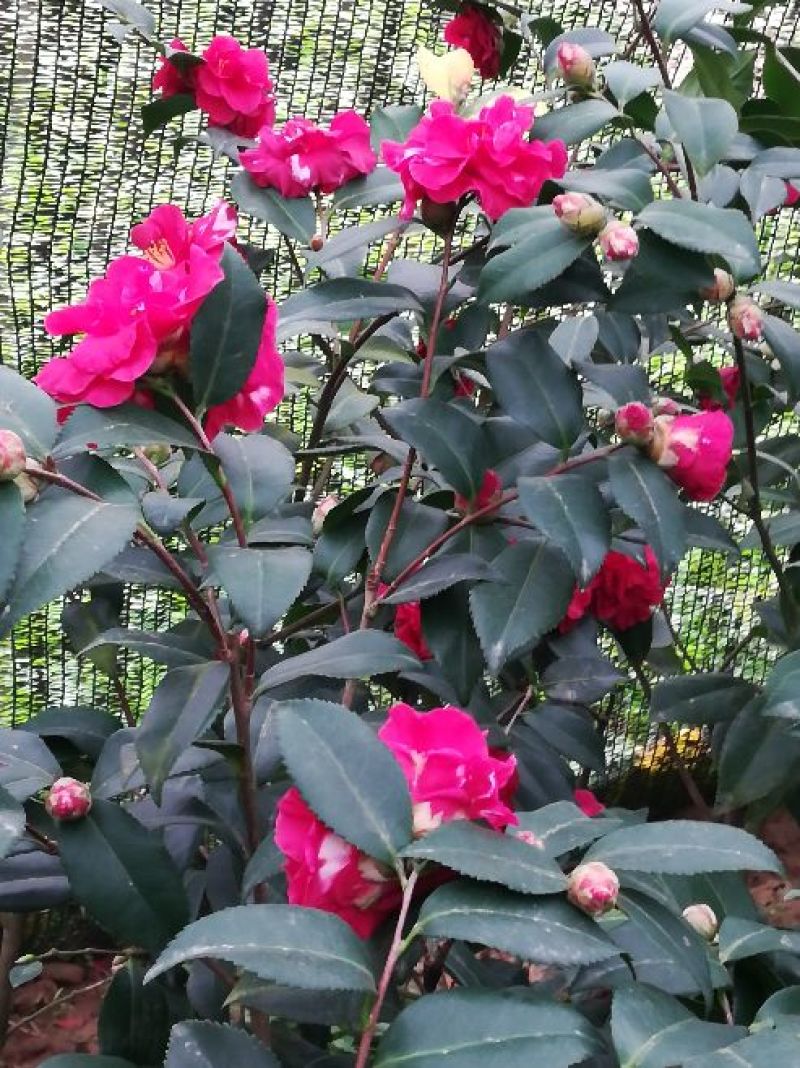 茶花茶花苗茶花盆景，花色品种齐全