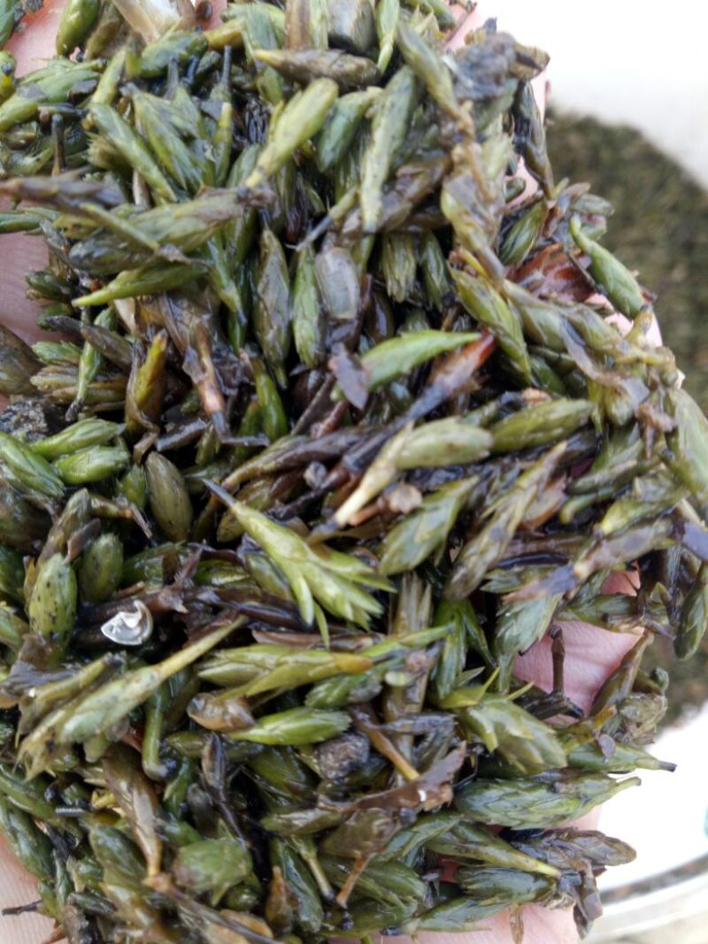 轮叶黑藻