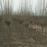 红花木槿树3~4cm，山东木槿，红花木槿，木槿