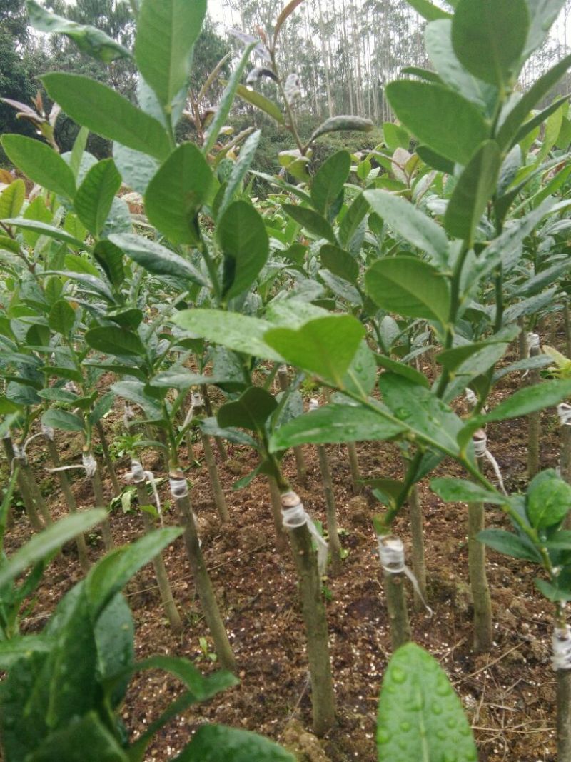 香水柠檬苗30~50cm