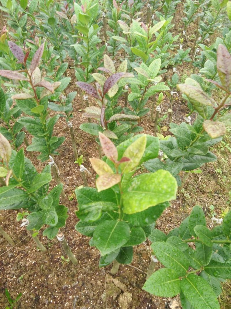 香水柠檬苗30~50cm
