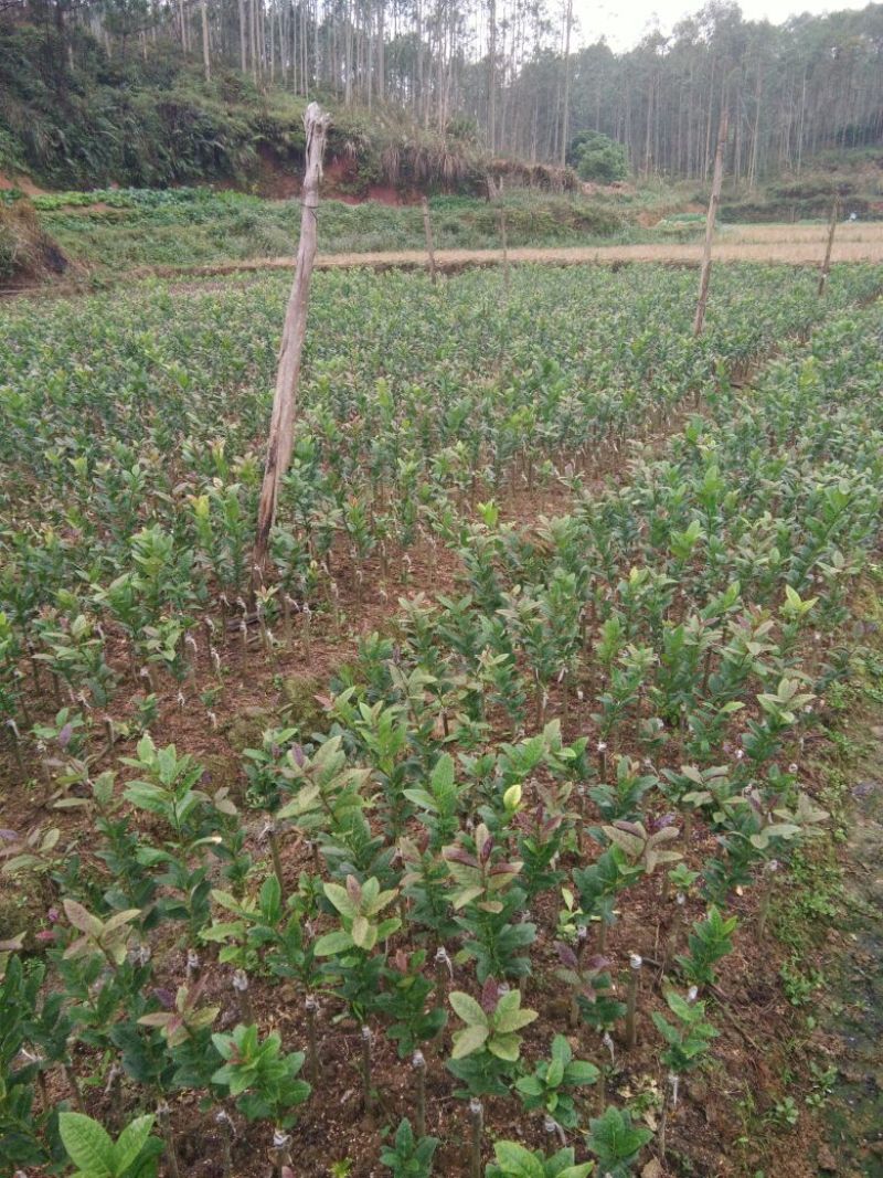 香水柠檬苗30~50cm