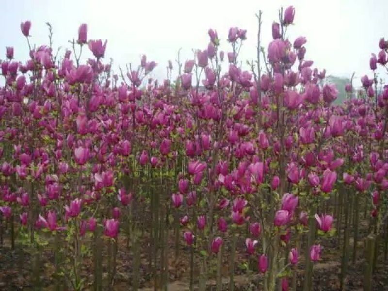 红玉兰6~8cm