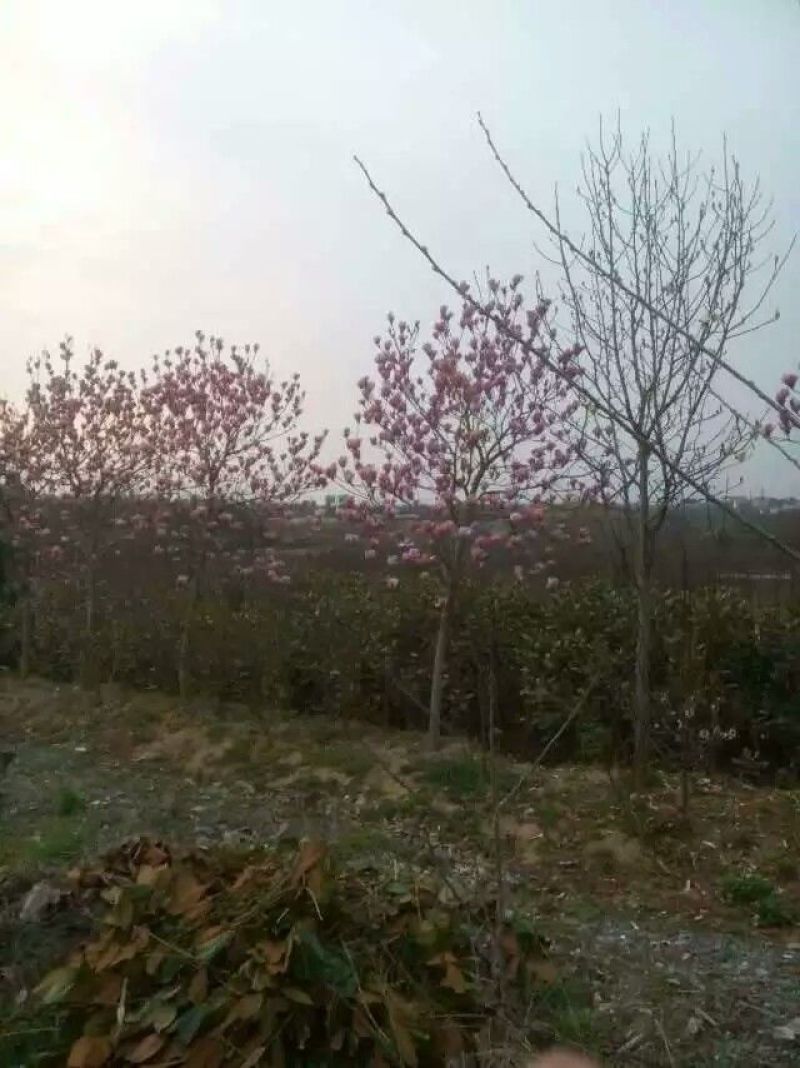 红玉兰6~8cm