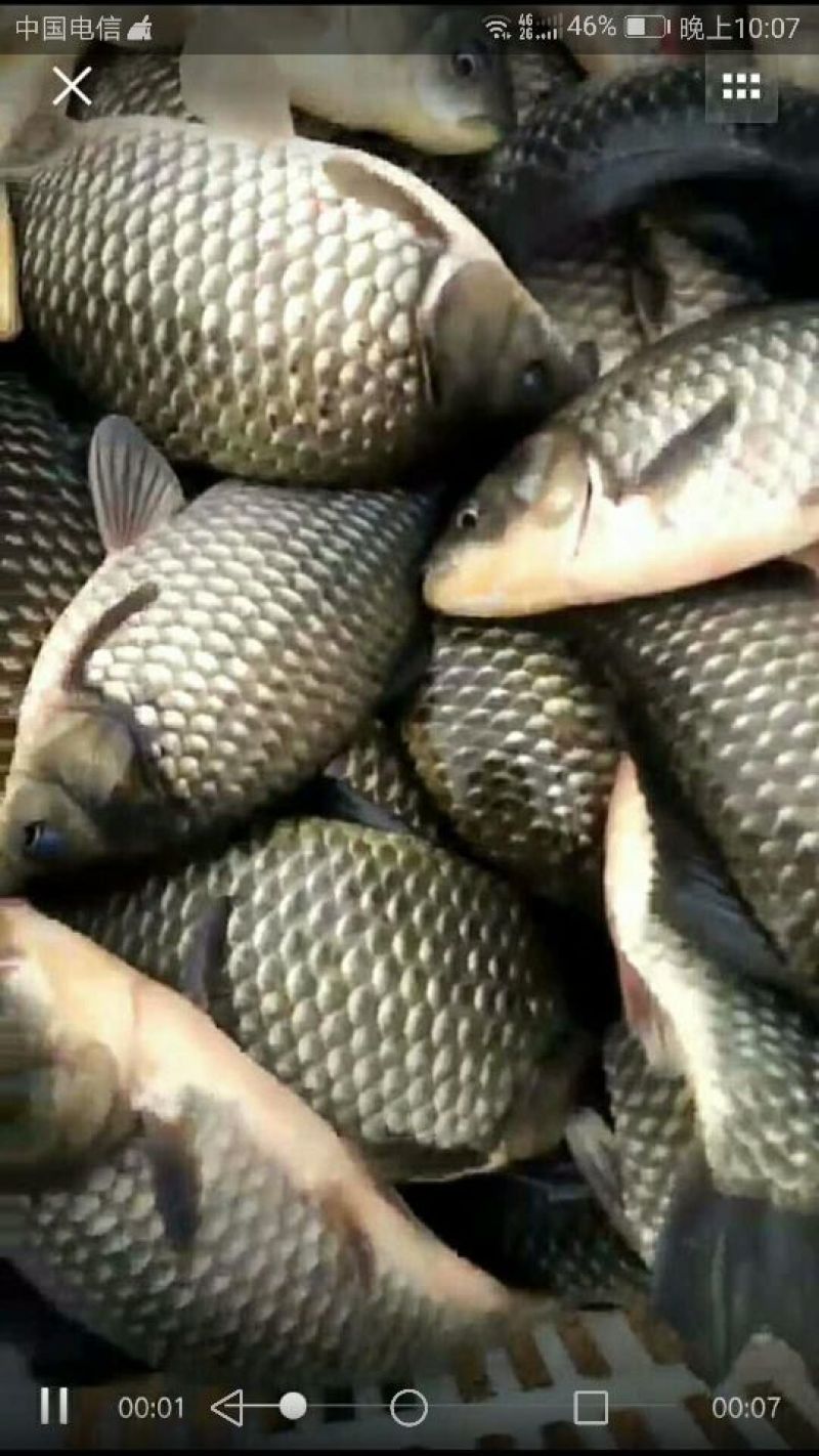 白鲫食用