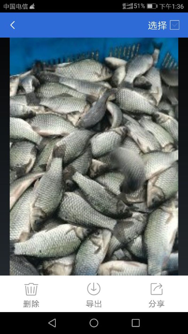 白鲫食用