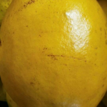 木瓜树