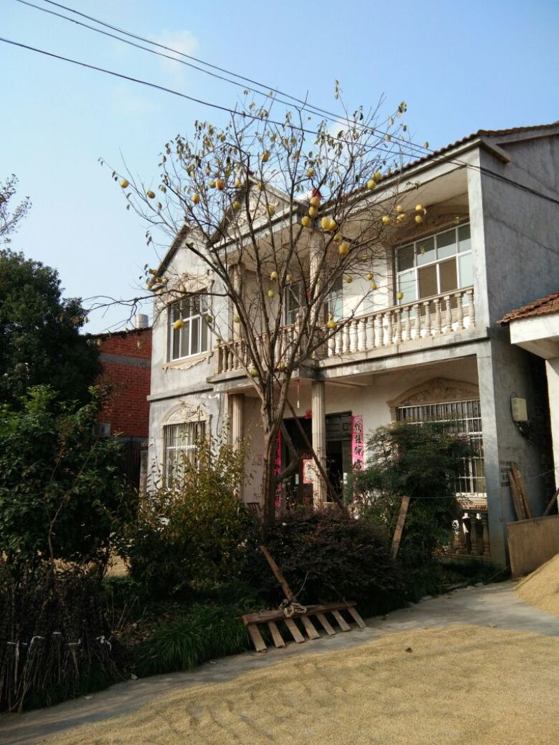 木瓜树