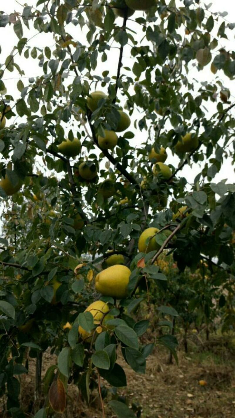 木瓜树