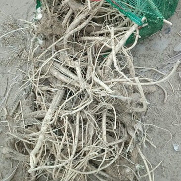 辣根5~6两