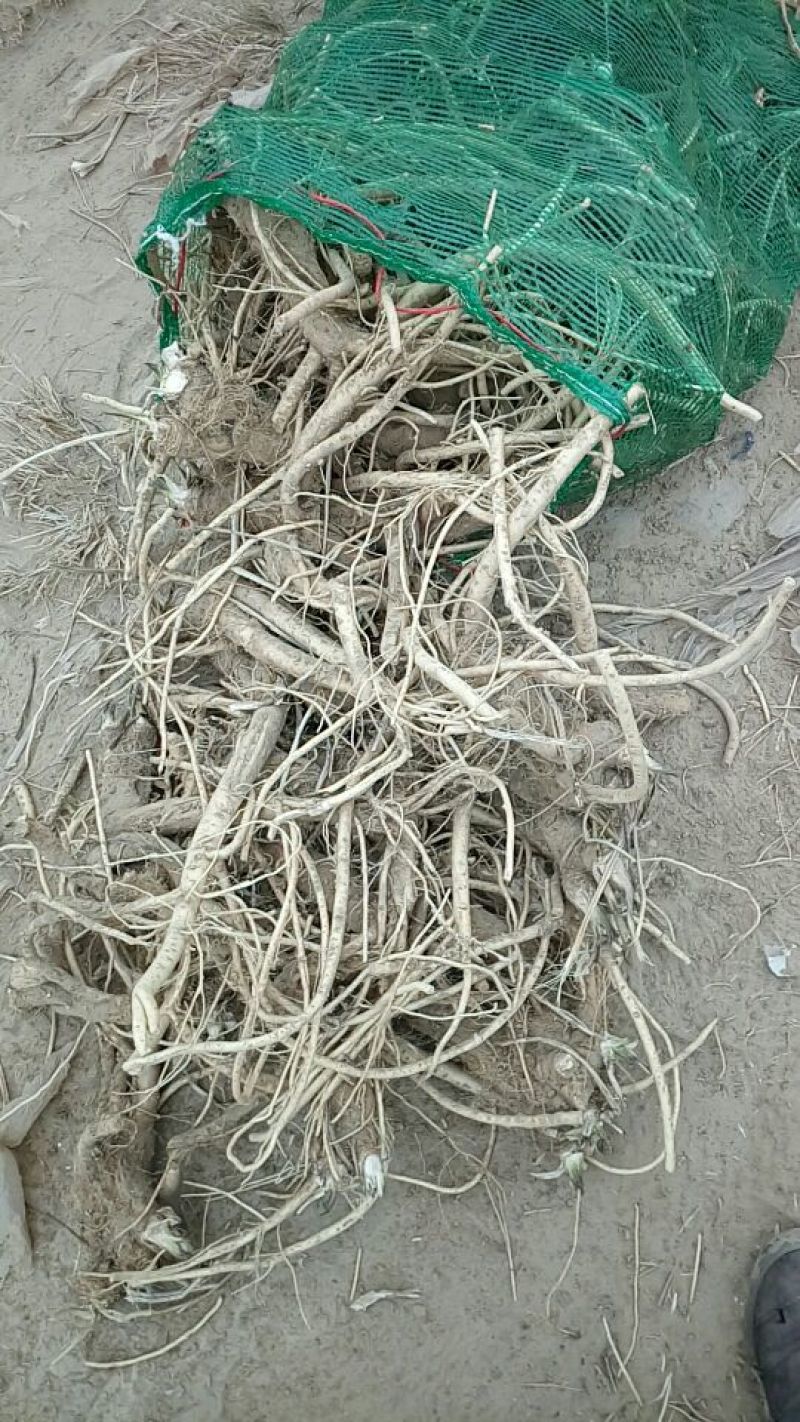 辣根5~6两